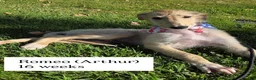 Borzoi dogs for sale: Victor - Ad 10