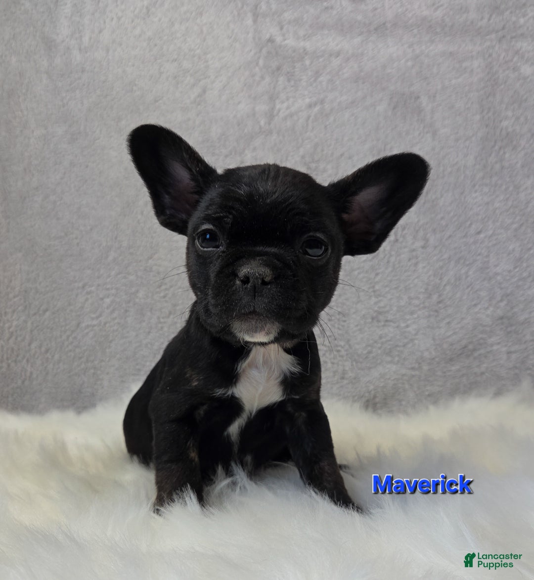 Mixed Breed dogs for sale: Maverick  - Ad 1