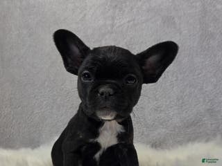 Mixed Breed dogs Maverick - Ad 17