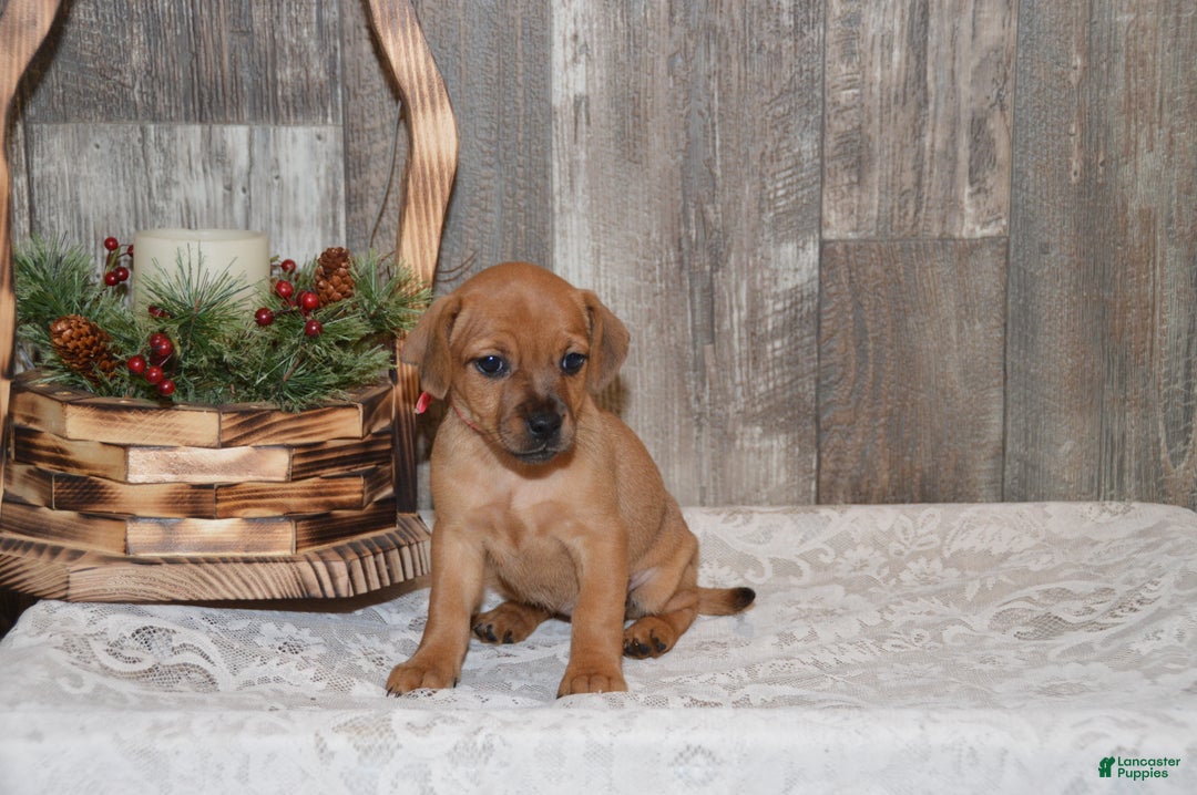 Jug dogs for sale: Abby - Ad 7