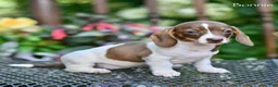 Miniature Dachshund dogs for sale: Bonnie - Ad 4