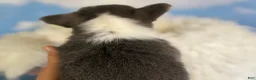 Welsh Corgi Pembroke dogs for sale: ACA Dixie natural bobtail Bluie fluffy carrier triple clear - Ad 6