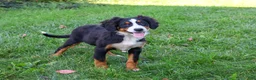 Bernese Mountain Dog dogs for sale: Liberty - Ad 3