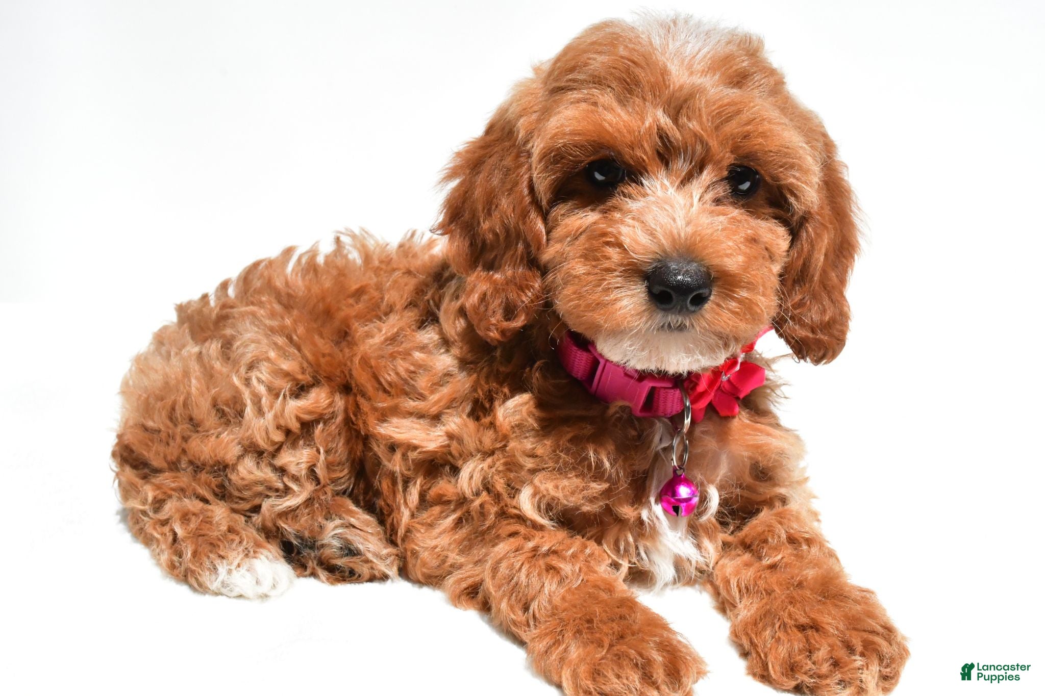 Cockapoo dogs Tiffany - Ad 1