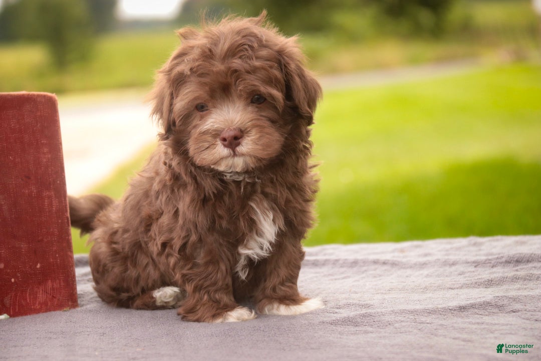 Havanese dogs Gatsby Havanese  - Ad 2