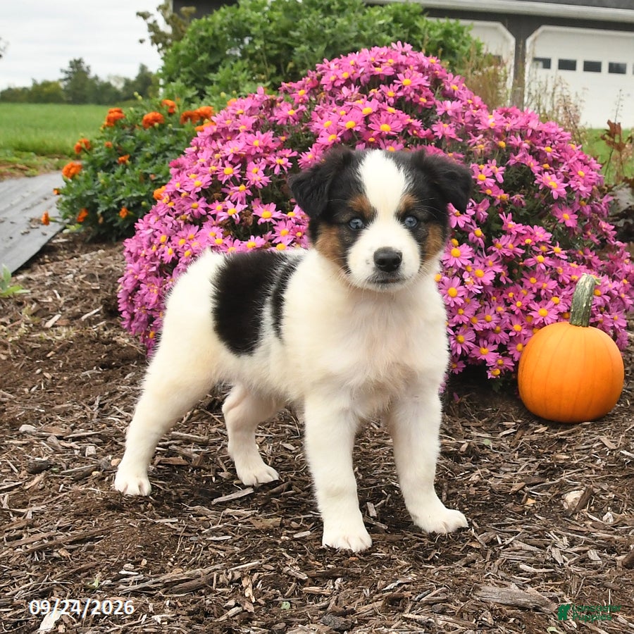 Miniature Australian Shepherd dogs Jet - Ad 1