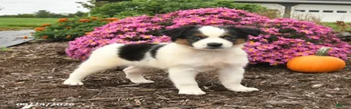 Jet