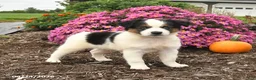 Miniature Australian Shepherd dogs for sale: Jet - Ad 1