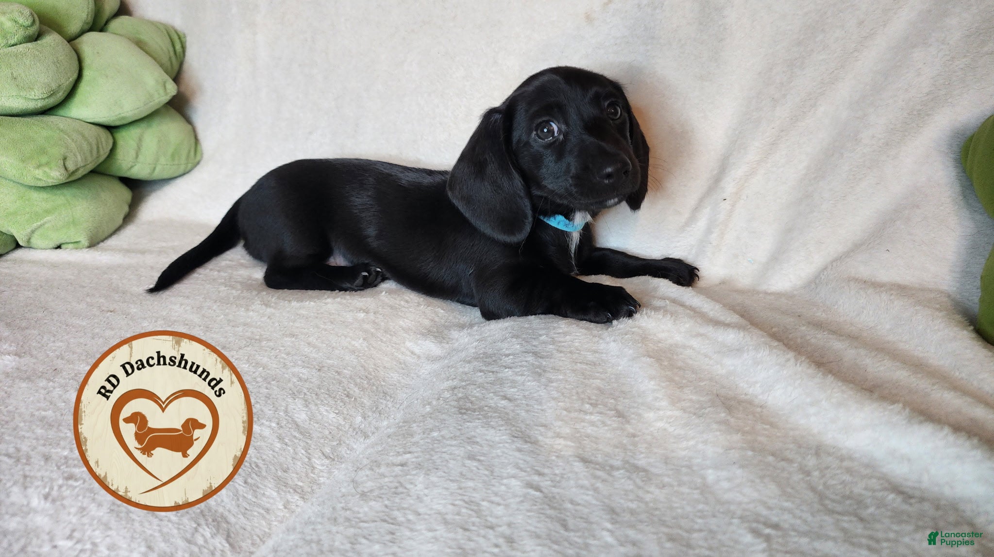 Dachshund dogs Sydney - Ad 1