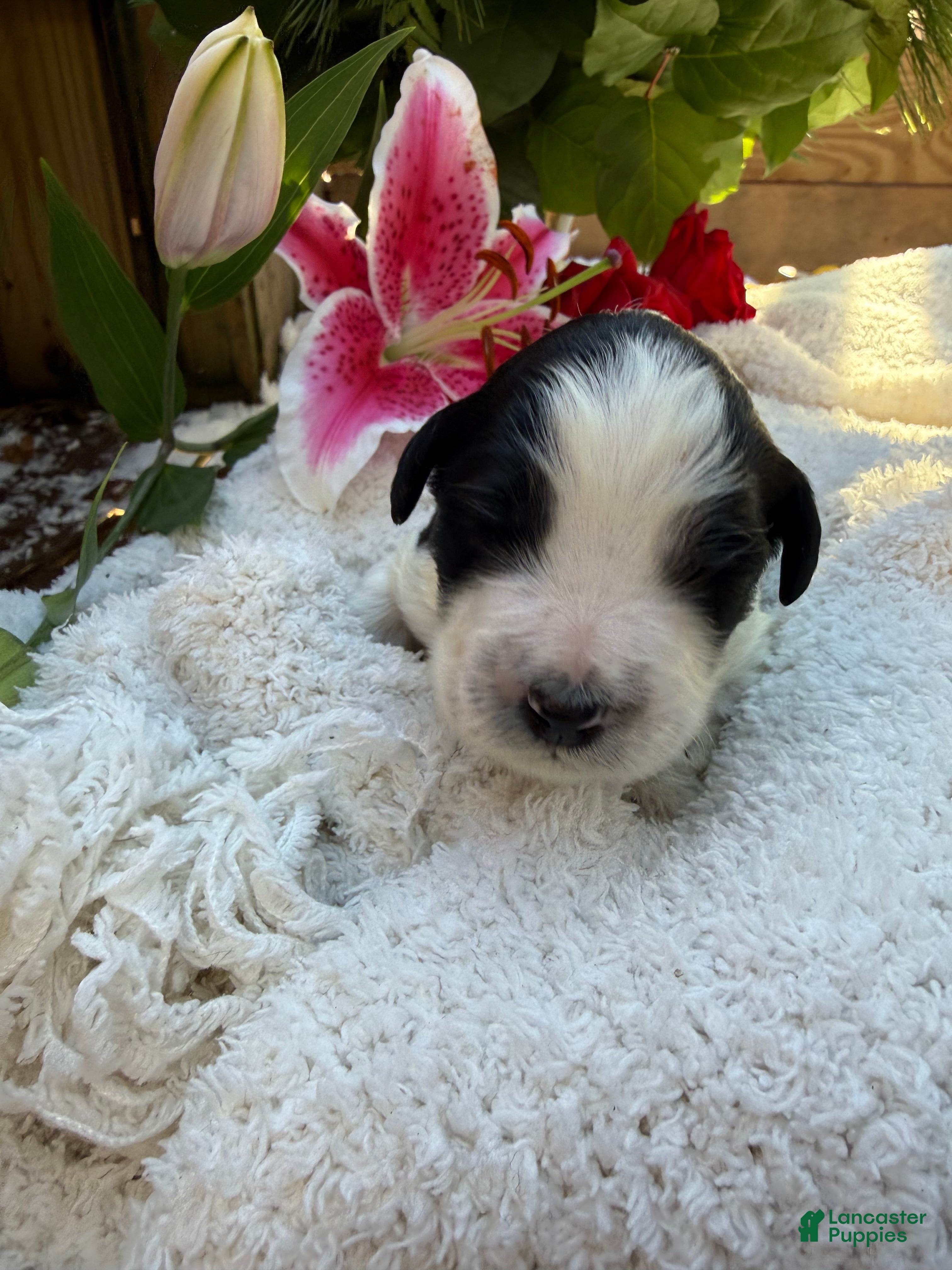 Mixed Breed dogs Buddy - Ad 35