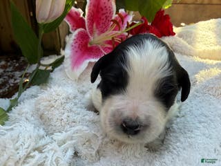 Mixed Breed dogs Buddy - Ad 35