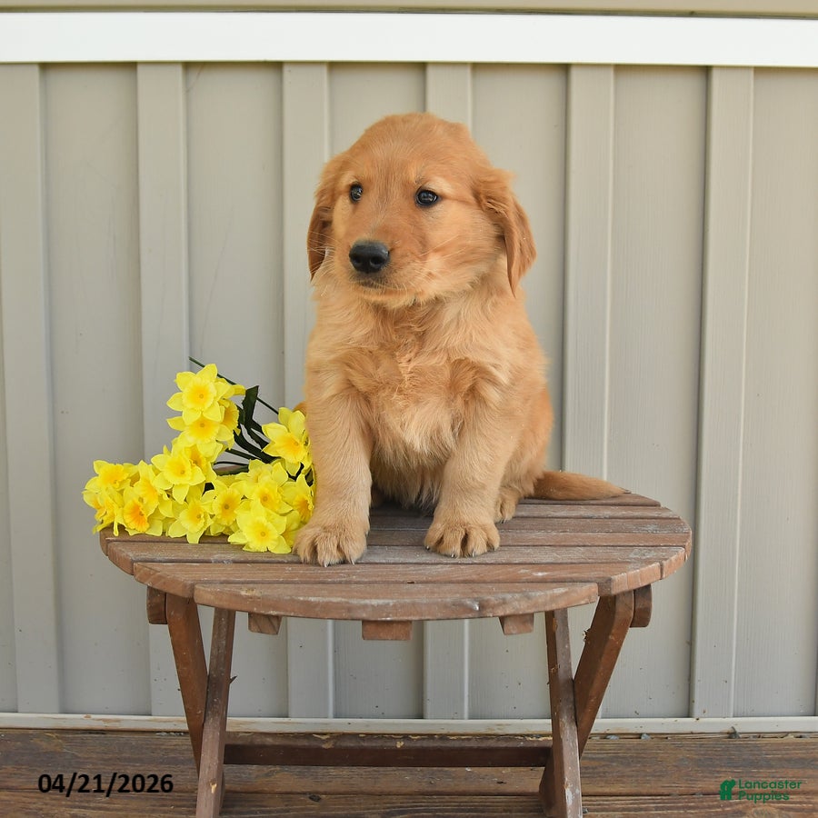 Golden Retriever dogs Cooper - Ad 1