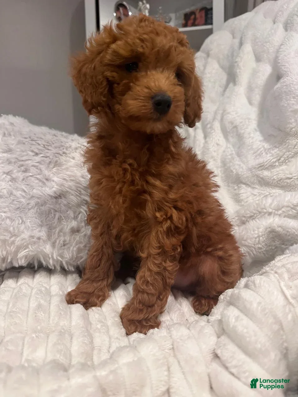 Miniature Poodle dogs CHICO - ACA MINI POODLE-POTTY  & CRATE TRAINED  - Ad 1