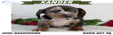 Xander 