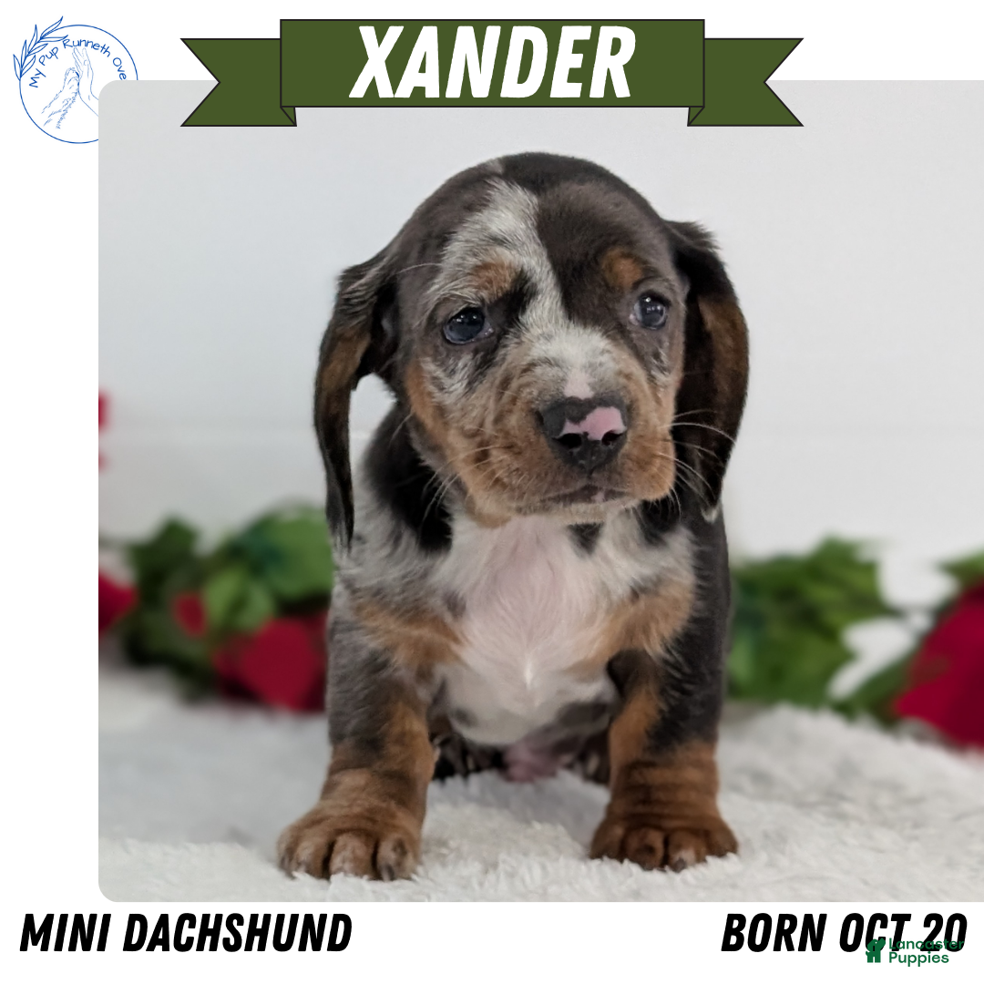 Miniature Dachshund dogs for sale: Xander  - Ad 1