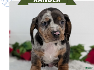 Miniature Dachshund dogs Xander - Ad 1