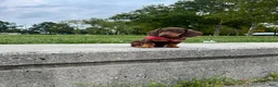 Dachshund dogs for sale: Kevin - Ad 3