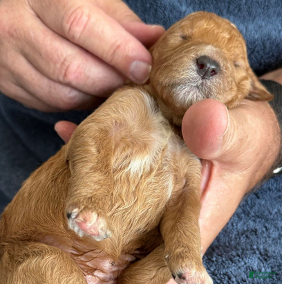 Goldendoodle dogs Male Blue Collar(Treasure) - Ad 40