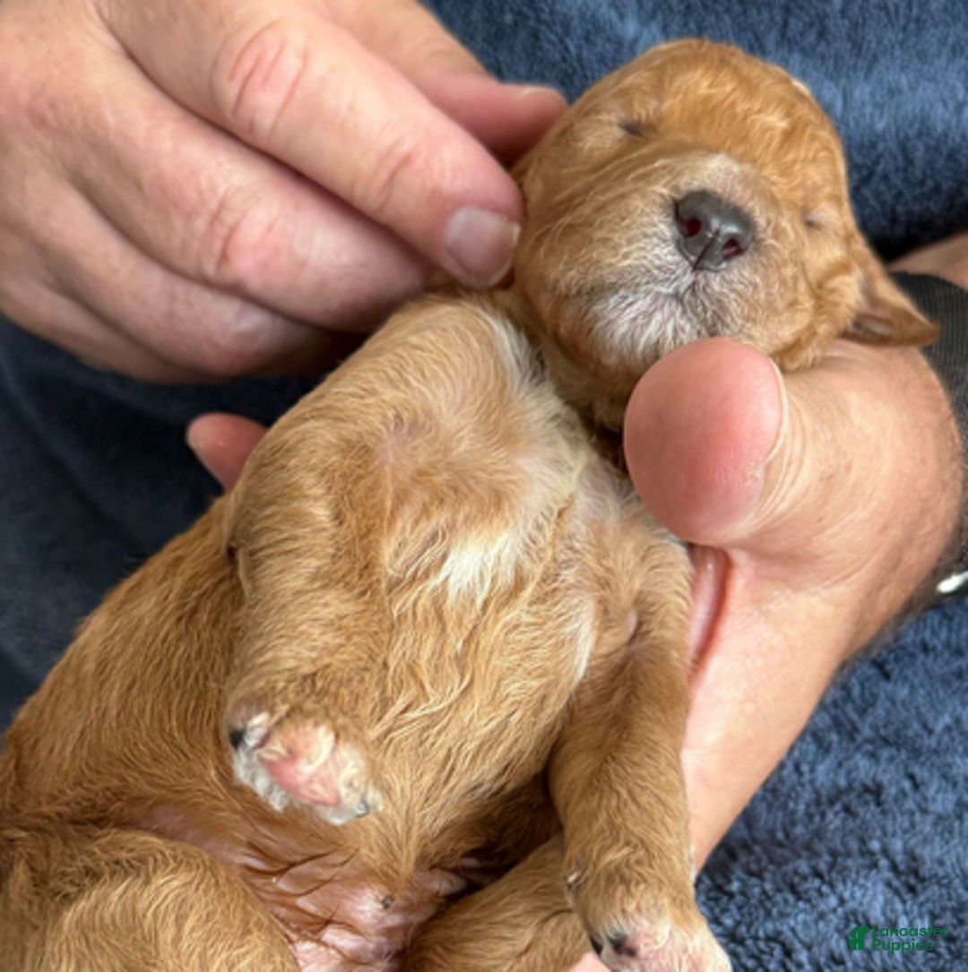 Goldendoodle dogs for sale: Male Blue Collar(Treasure) - Ad 1