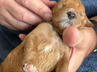 Goldendoodle dogs Male Blue Collar(Treasure) - Ad 40