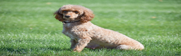 Toy Poodle dogs for sale: Taylor - Ad 12
