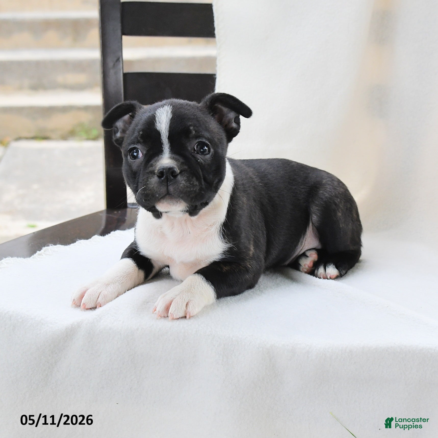Boston Terrier dogs Kathy - Ad 2