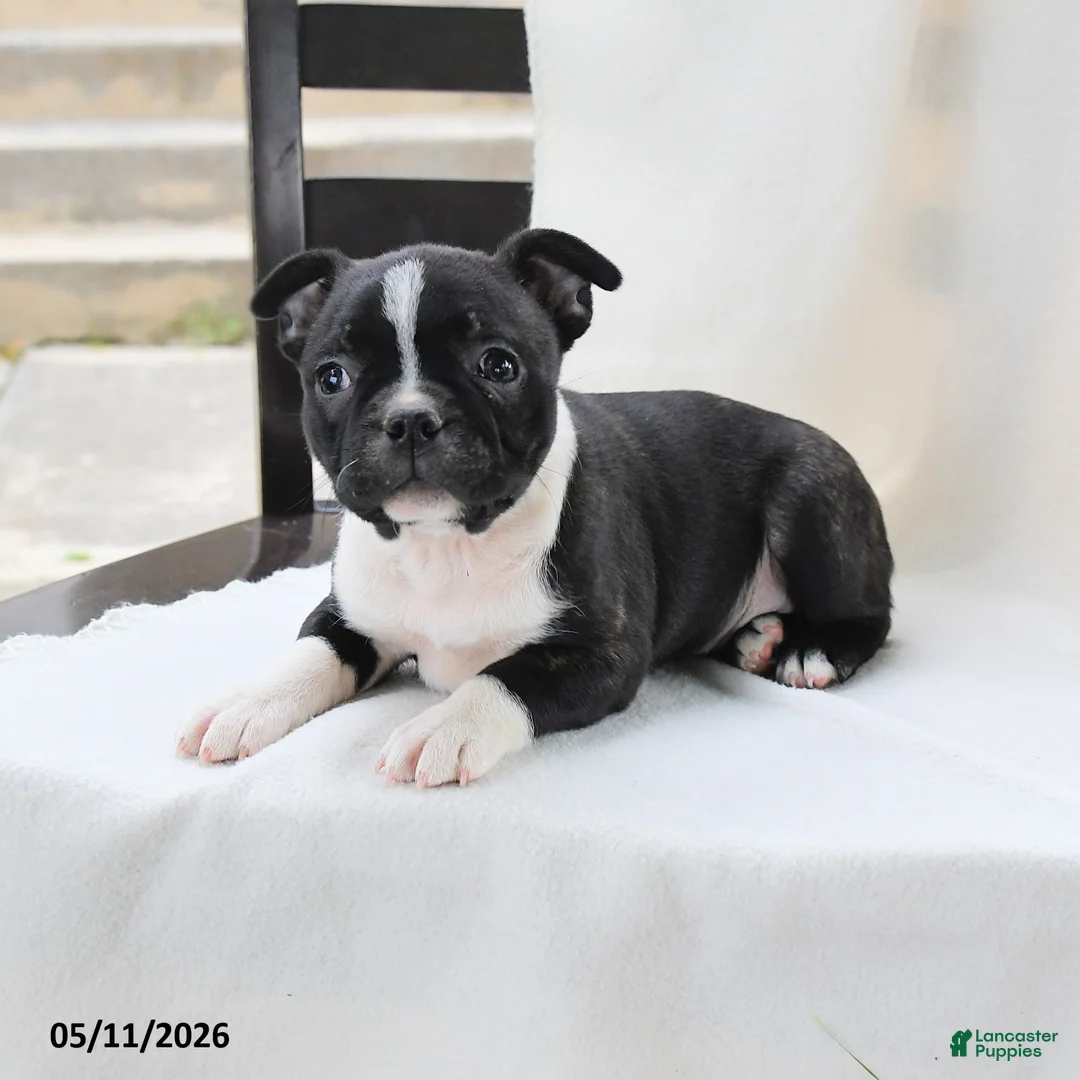 Boston Terrier dogs for sale: Kathy - Ad 2