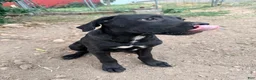 Cane Corso dogs for sale: **Age Reduction** Crowley AKC  - Ad 5