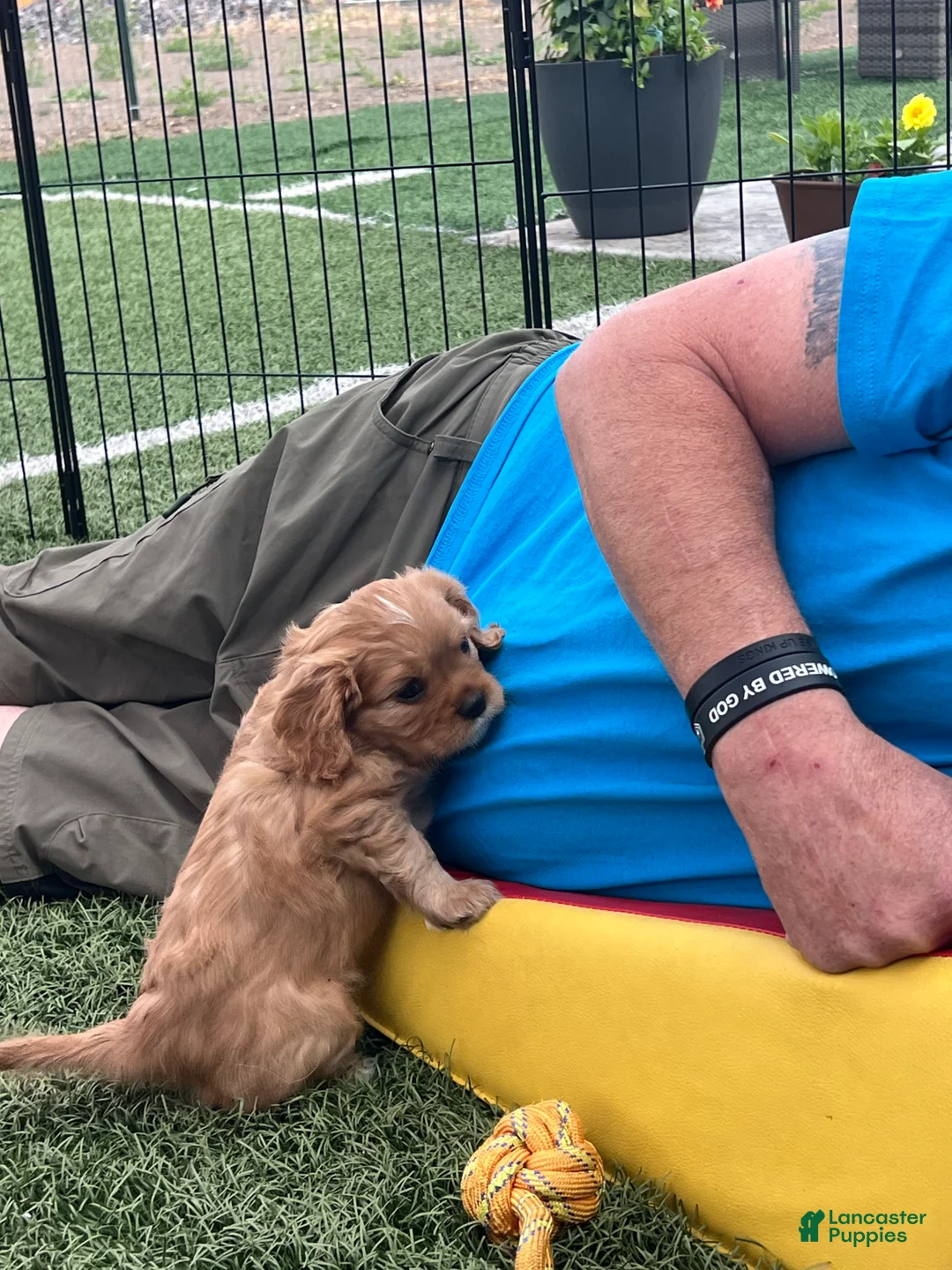Cavalier King Charles Spaniel dogs for sale: Milo - Ad 1