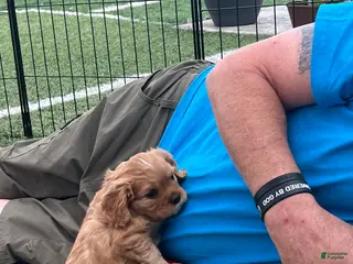 Cavalier King Charles Spaniel dogs for sale: Milo - Ad 1