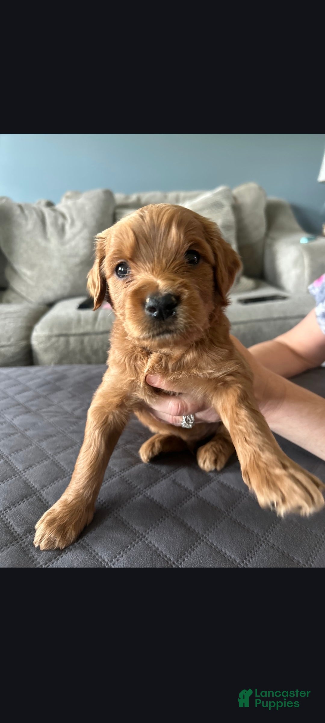 Goldendoodle dogs David - Ad 13