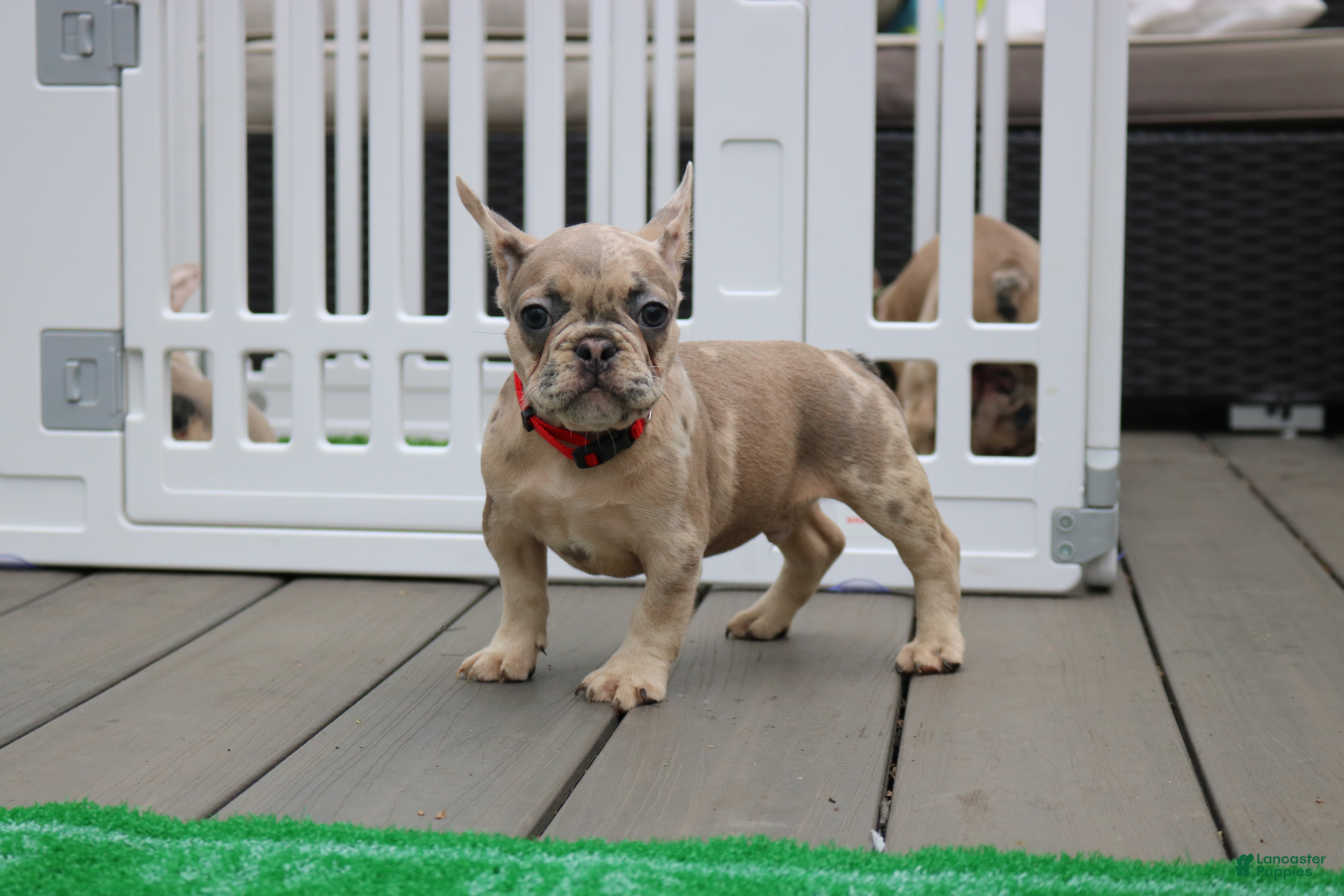 French Bulldog dogs for sale: French Bulldog 1 - Ad 1