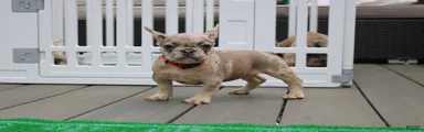 French Bulldog 1