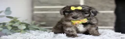 Maltipoo dogs for sale: Minnie - Ad 11
