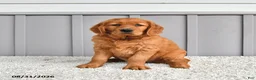 Golden Retriever dogs for sale: Sadie - Ad 5
