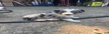 Australian Shepherd 2