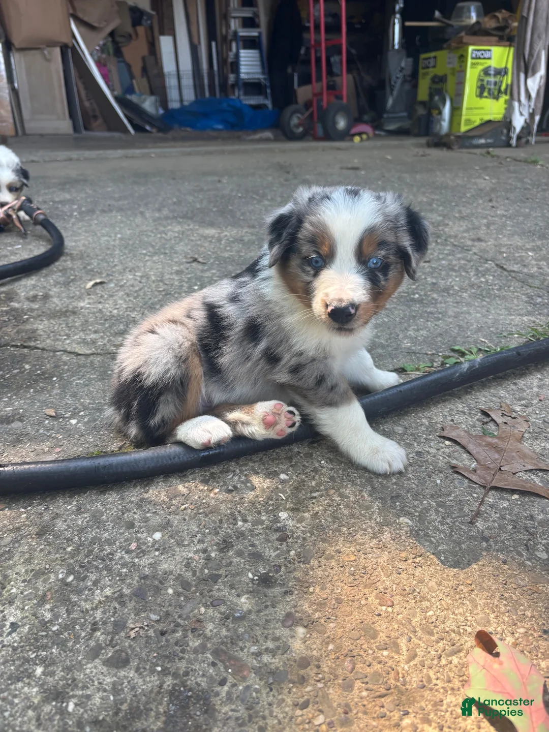Australian Shepherd dogs for sale: Australian Shepherd 2 - Ad 1