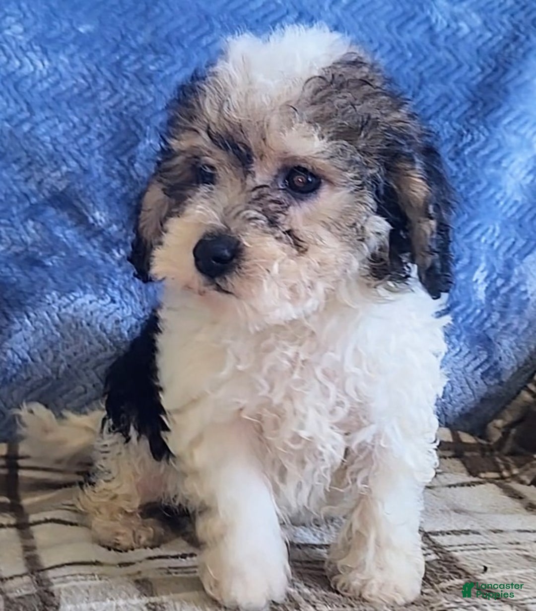 Mixed Breed dogs for sale: Max - Ad 7