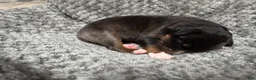 Australian Shepherd dogs for sale: Australian Shepherd 5 - Ad 3