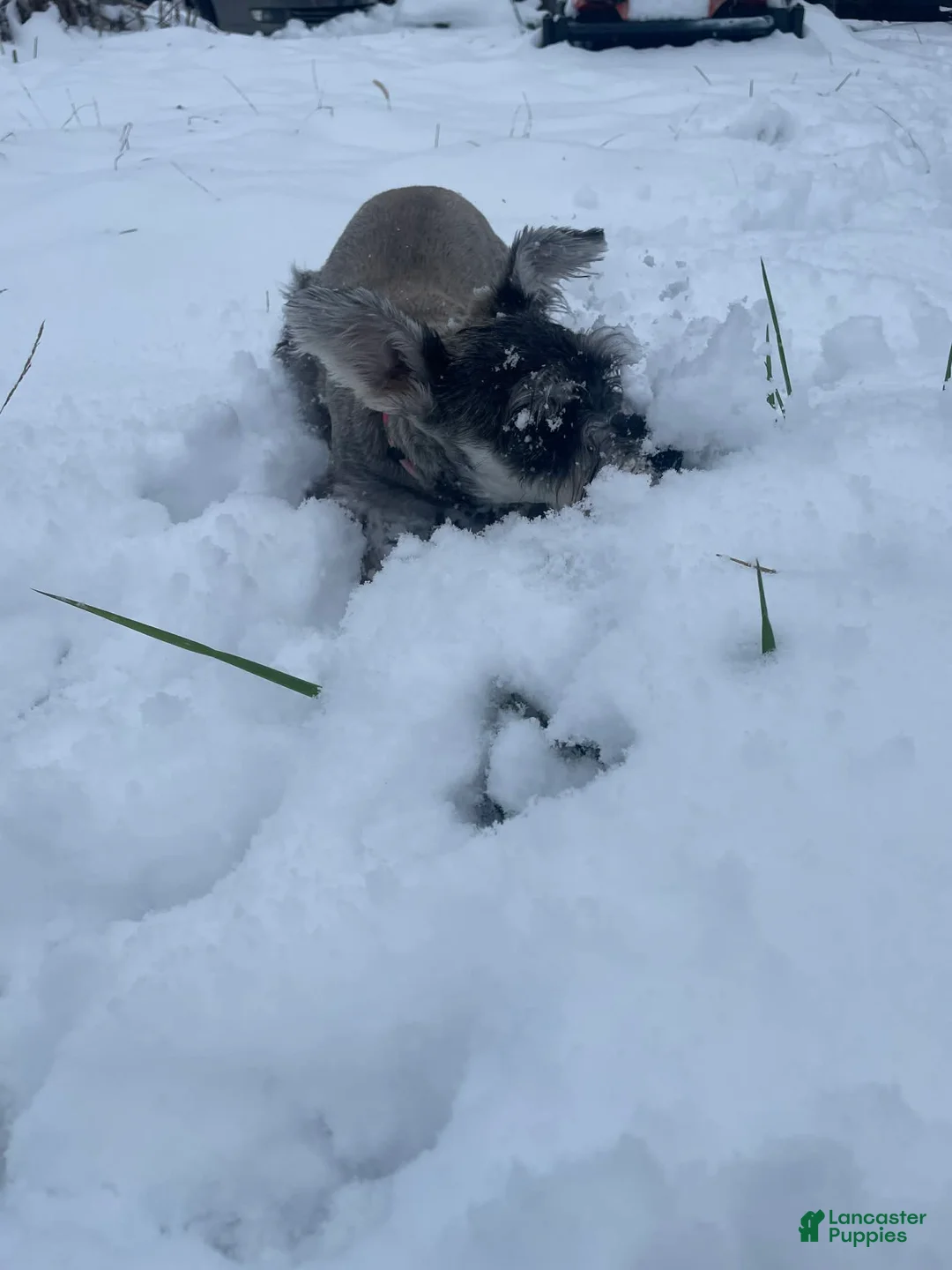 Miniature Schnauzer dogs for sale: Miniature Schnauzer Puppy 1 - Ad 5