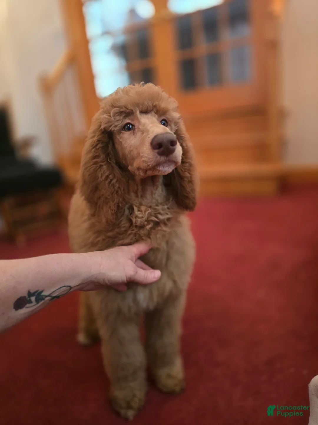 Standard Poodle dogs for sale: Holly - Ad 2
