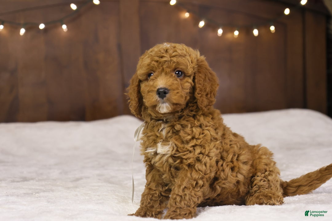 Goldendoodle dogs for sale: Sam - Ad 3