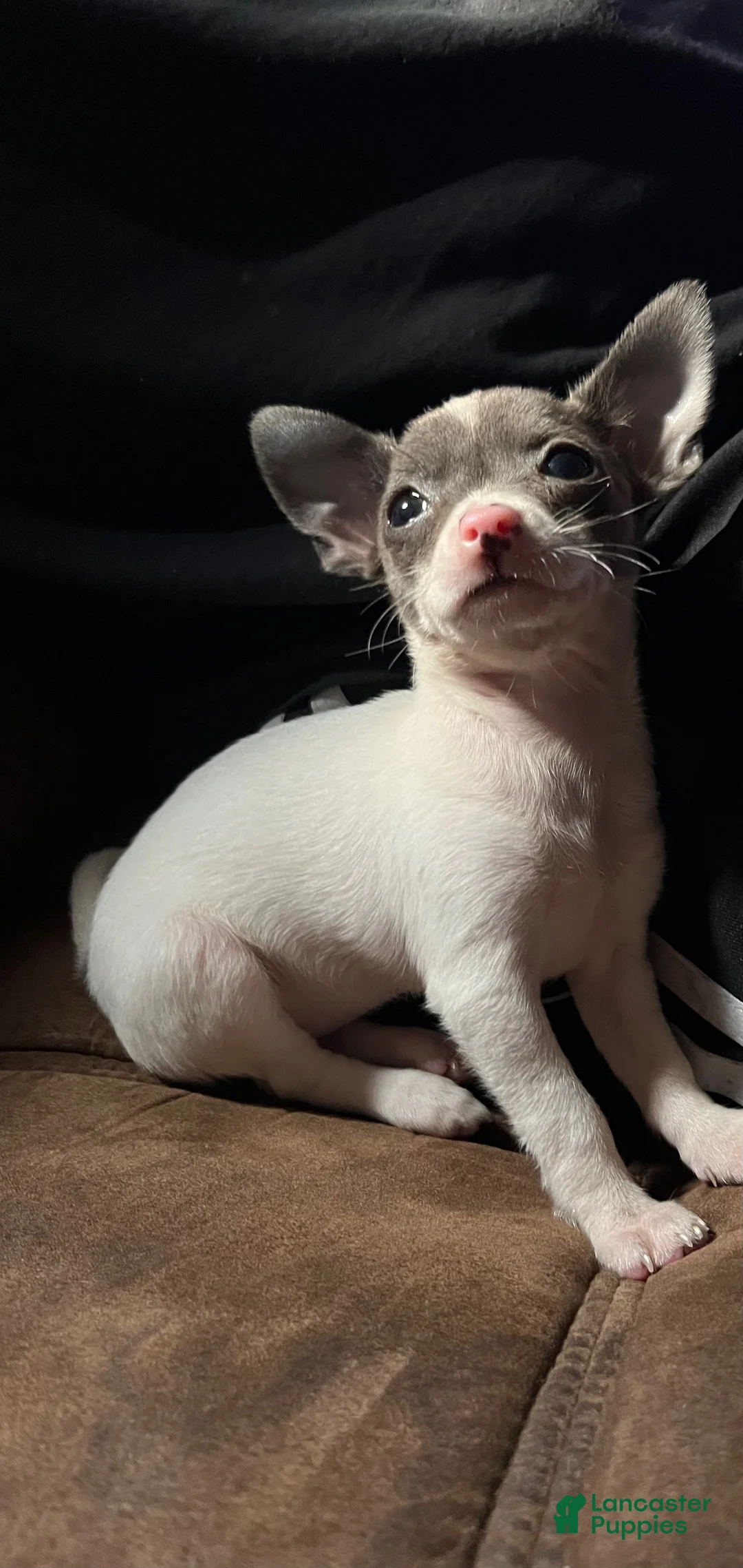 Chihuahua dogs for sale: Tiny Teacup Female Chihuahua Puppy - Ad 2