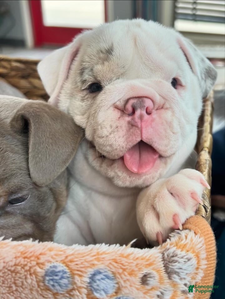 English Bulldog dogs English Bulldog Puppy 2 - Ad 1
