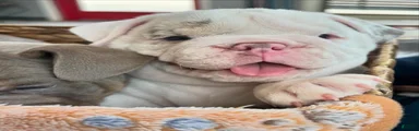 English Bulldog Puppy 2