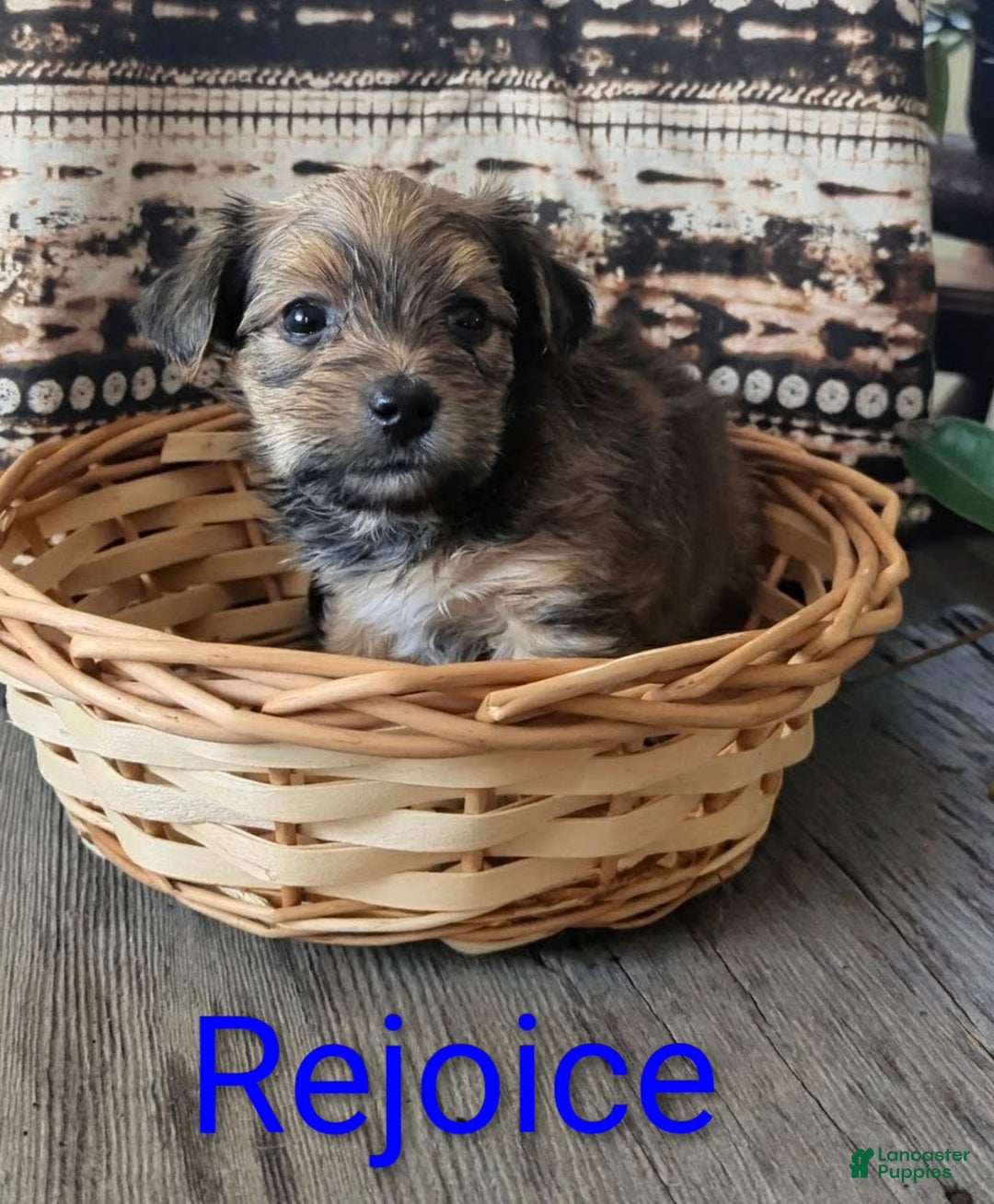 Yorkshire Terrier dogs for sale: Rejoice - Ad 2