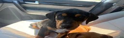 Mixed Breed dogs for sale: Snoopy - Ad 2