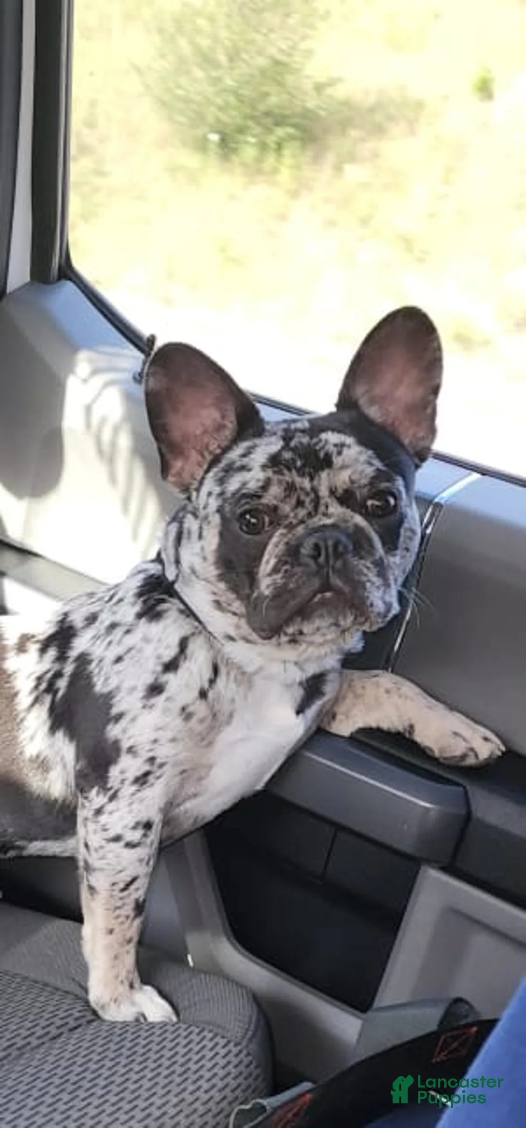 Gallery Image {{count}}