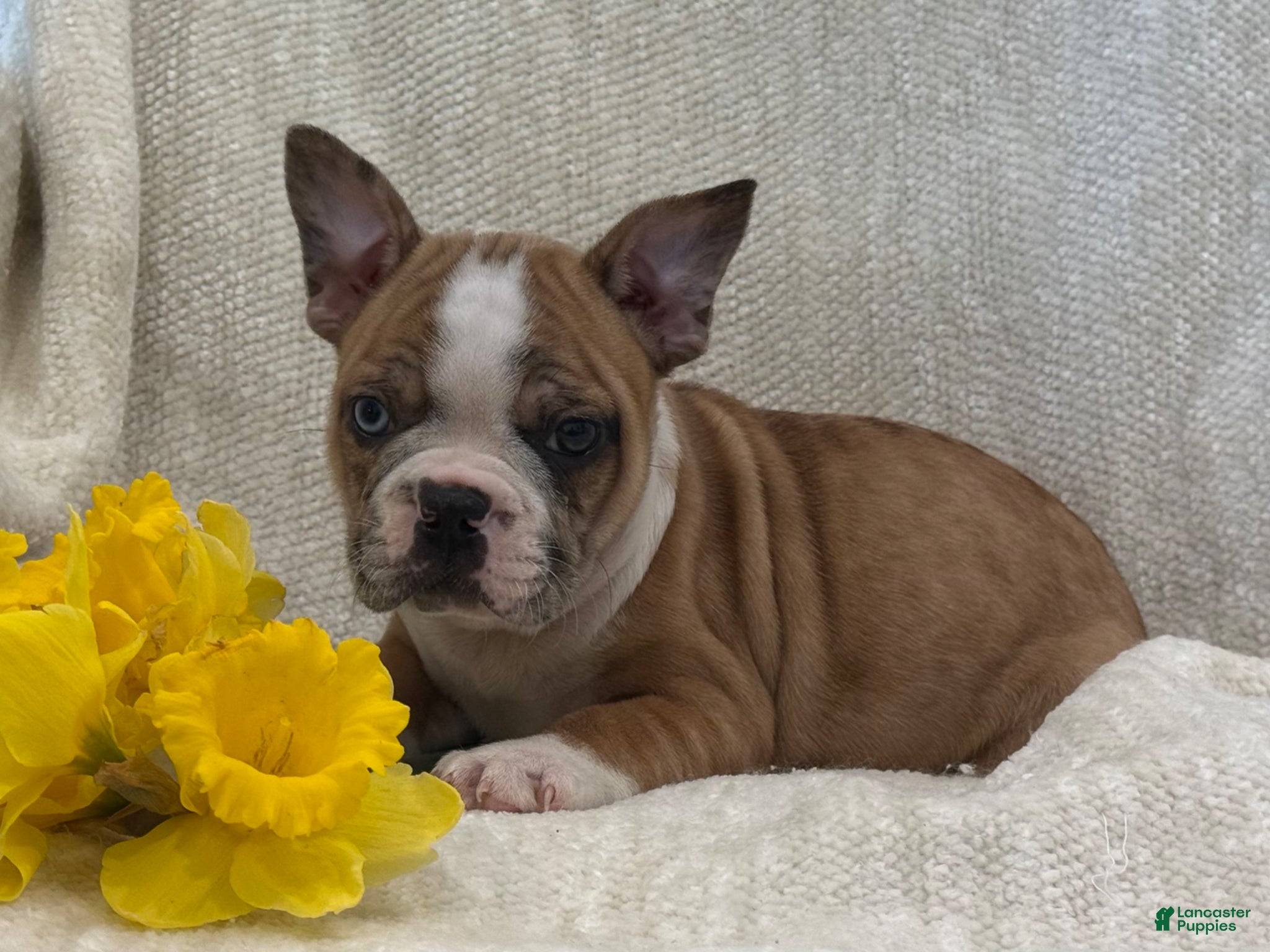 Frenchton dogs Dakota - Ad 2