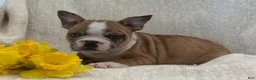 Frenchton dogs for sale: Dakota - Ad 2